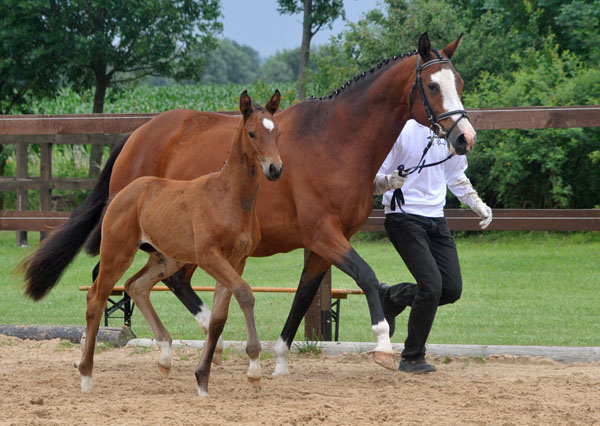Stutfohlen von Syriano u.d. Pr.St. Gracia Patricia II v. Alter Fritz - Trakehner Gestt Hmelschenburg - Foto: Beate Langels