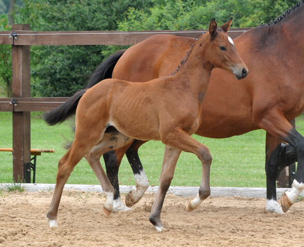 Stutfohlen von Syriano u.d. Pr.St. Gracia Patricia II v. Alter Fritz - Trakehner Gestt Hmelschenburg - Foto: Beate Langels