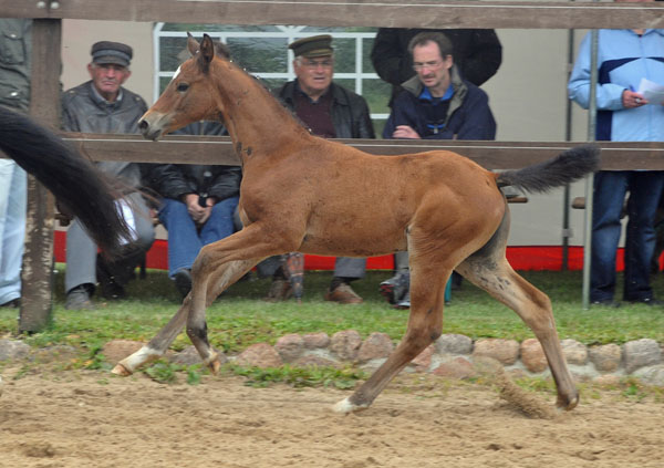 Stutfohlen von Syriano u.d. Pr.St. Gracia Patricia II v. Alter Fritz - Trakehner Gestt Hmelschenburg - Foto: Beate Langels