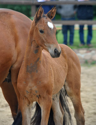 Stutfohlen von Syriano u.d. Pr.St. Gracia Patricia II v. Alter Fritz - Trakehner Gestt Hmelschenburg - Foto: Beate Langels