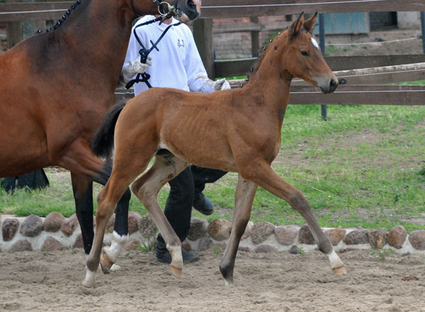 Stutfohlen von Syriano u.d. Pr.St. Gracia Patricia II v. Alter Fritz - Trakehner Gestt Hmelschenburg - Foto: Beate Langels
