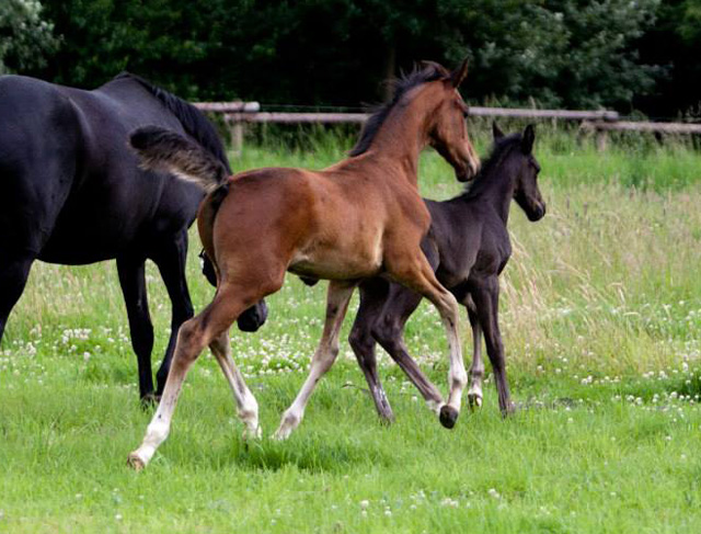 Trakehner Hengstfohlen von Oliver Twist u.d. u.d. Pr.St. Hannah v. Freudenfest u.d. Elitestute Hekate v. Exclusiv - Foto: Ltteken
