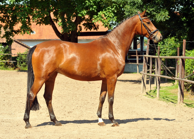 4jhrige Trakehner Stute Kitty von Freudenfest x Exclusiv - Foto: Beate Langels