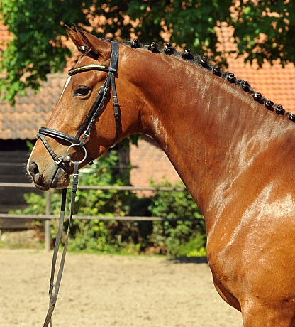 4jhrige Trakehner Stute Kitty von Freudenfest x Exclusiv - Foto: Beate Langels