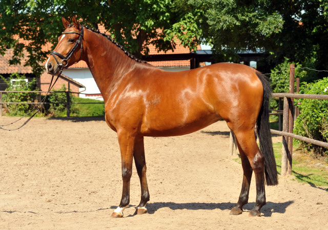 4jhrige Trakehner Stute Kitty von Freudenfest x Exclusiv - Foto: Beate Langels