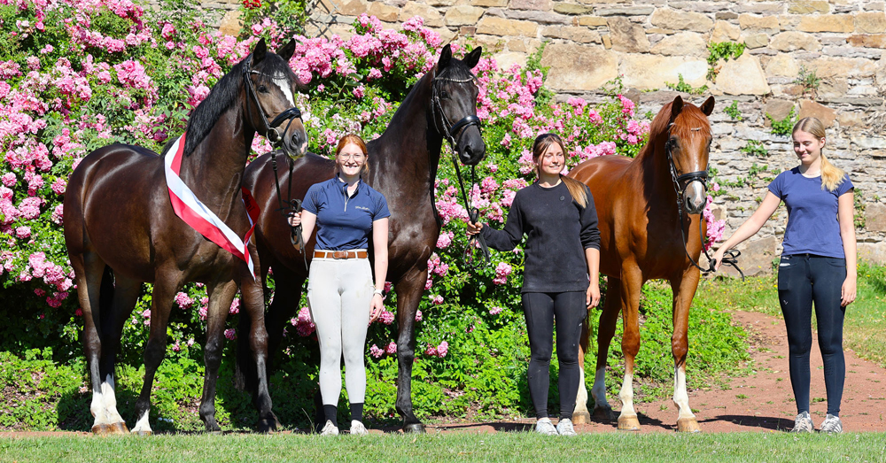 Impressionen - Juli 2026 - Trakehner Gest�t H�melschenburg  - Foto: Beate Langels