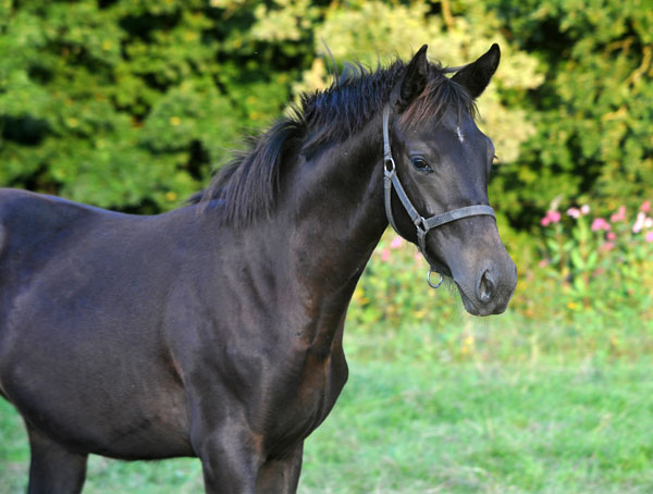 Valerija v. Summertime u.d. Pr.u.StPrSt. Vittoria v. Exclusiv - Trakehner Gestt Hmelschenburg - Foto: Beate Langels - Trakehner Gestt Hmelschenburg