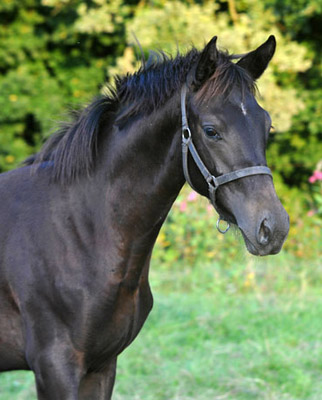 Trakehner Filly by Summertime out of Premiummare Vittoria by Exclusiv, Trakehner Gestt Hmelschenburg - Beate Langels