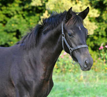 Valerija by Summertime out of Premium and Statepremiummare Vittoria by Exclusiv