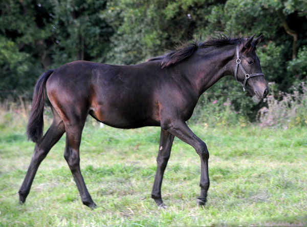 Valerija v. Summertime u.d. Pr.u.StPrSt. Vittoria v. Exclusiv - Trakehner Gestt Hmelschenburg - Foto: Beate Langels - Trakehner Gestt Hmelschenburg