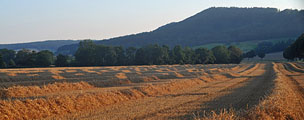 Gestt Hmelschenburg -  Foto: Beate Langels Gestt Hmelschenburg