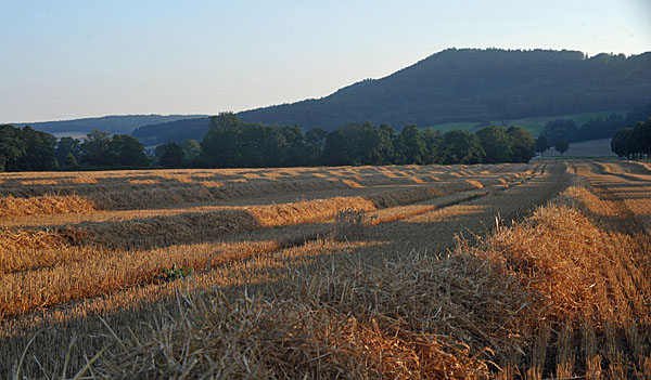 Impressionen Gestt Hmelschenburg - Foto: Beate Langels - Trakehner Gestt Hmelschenburg