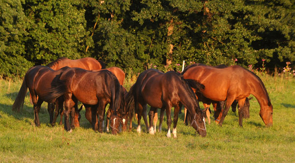 Impressionen Gestt Hmelschenburg - Foto: Beate Langels - Trakehner Gestt Hmelschenburg