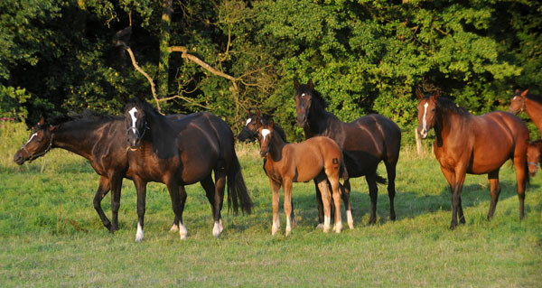 Impressionen Gestt Hmelschenburg - Foto: Beate Langels - Trakehner Gestt Hmelschenburg