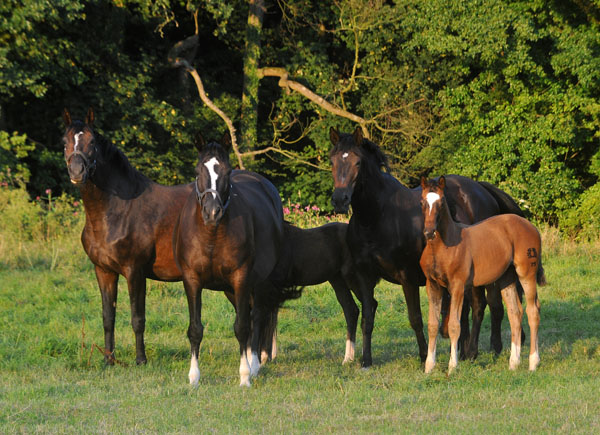 Impressionen Gestt Hmelschenburg - Foto: Beate Langels - Trakehner Gestt Hmelschenburg