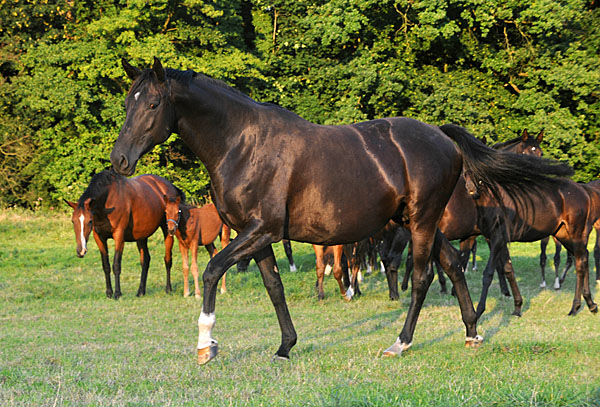 Impressionen Gestt Hmelschenburg - Foto: Beate Langels - Trakehner Gestt Hmelschenburg