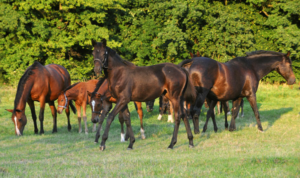 Impressionen Gestt Hmelschenburg - Foto: Beate Langels - Trakehner Gestt Hmelschenburg