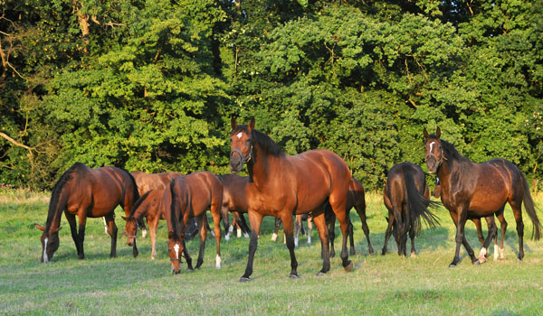 Impressionen Gestt Hmelschenburg - Foto: Beate Langels - Trakehner Gestt Hmelschenburg