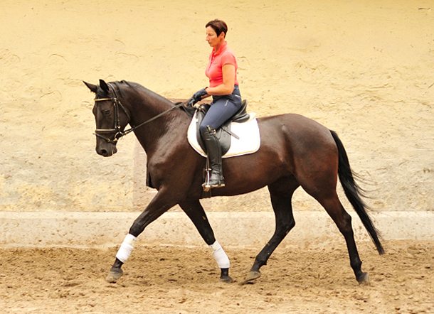 Trakehner Stute von Saint Cyr - Summertime - Rockefeller , Foto: Beate Langels - Trakehner Gestt Hmelschenburg