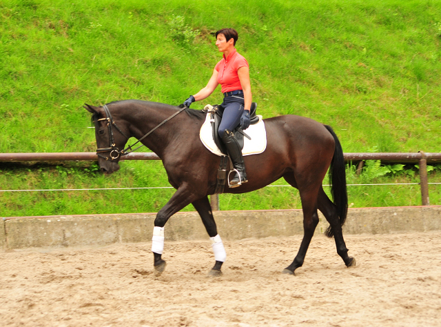 Trakehner Stute von Saint Cyr - Summertime - Rockefeller , Foto: Beate Langels - Trakehner Gestt Hmelschenburg