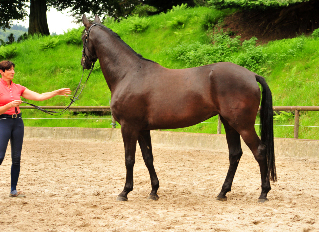 Trakehner Stute von Saint Cyr - Summertime - Rockefeller , Foto: Beate Langels - Trakehner Gestt Hmelschenburg