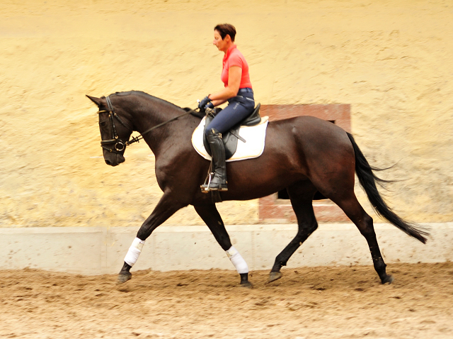 Trakehner Stute von Saint Cyr - Summertime - Rockefeller , Foto: Beate Langels - Trakehner Gestt Hmelschenburg