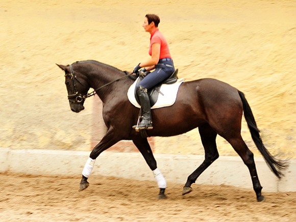 Trakehner Stute von Saint Cyr - Summertime - Rockefeller , Foto: Beate Langels - Trakehner Gestt Hmelschenburg