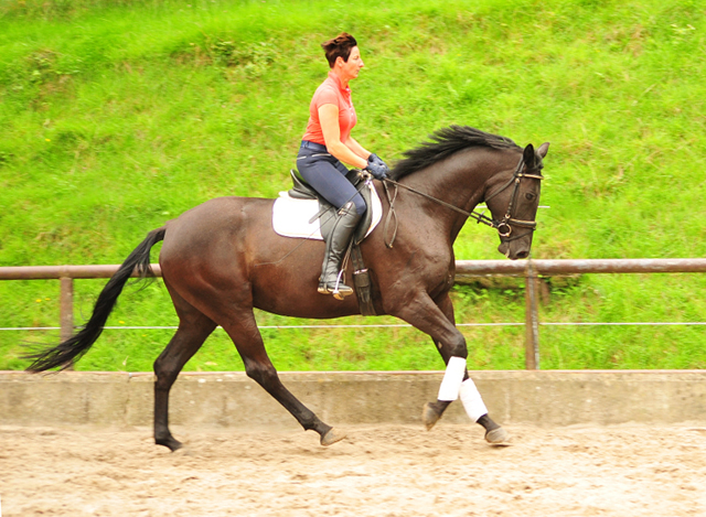 Trakehner Stute von Saint Cyr - Summertime - Rockefeller , Foto: Beate Langels - Trakehner Gestt Hmelschenburg