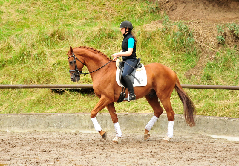 Pia und Zauberdeyk v. Van Deyk - im August 2020 im Trakehner Gestt Hmelschenburg - Foto: Beate Langels