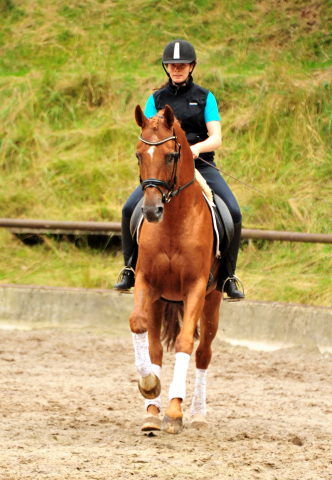 Pia und Zauberdeyk v. Van Deyk - im August 2020 im Trakehner Gestt Hmelschenburg - Foto: Beate Langels