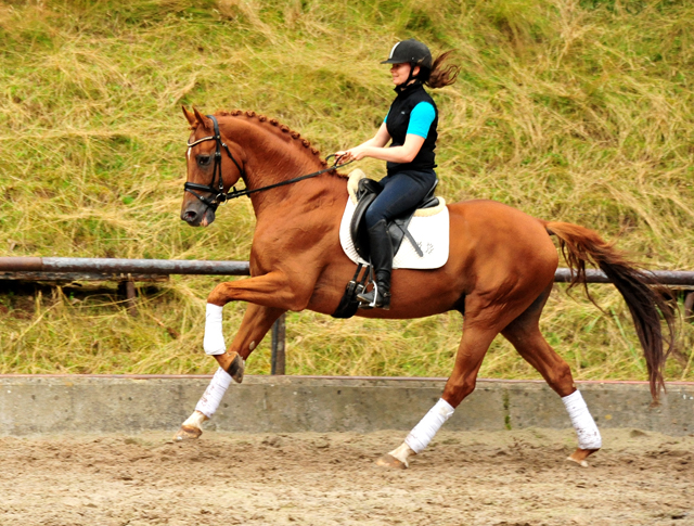 Pia und Zauberdeyk v. Van Deyk - im August 2020 im Trakehner Gestt Hmelschenburg - Foto: Beate Langels