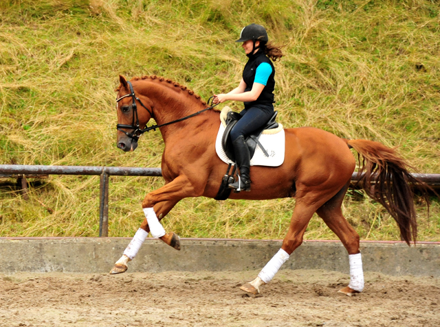 Pia und Zauberdeyk v. Van Deyk - im August 2020 im Trakehner Gestt Hmelschenburg - Foto: Beate Langels