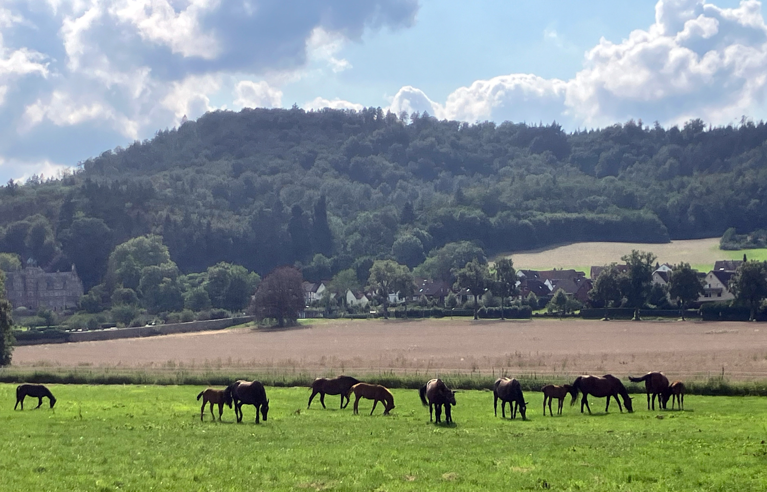 Unsere Stuten und Fohlen im August 2024 - Foto: Beate Langels - Trakehner Gestt Hmelschenburg