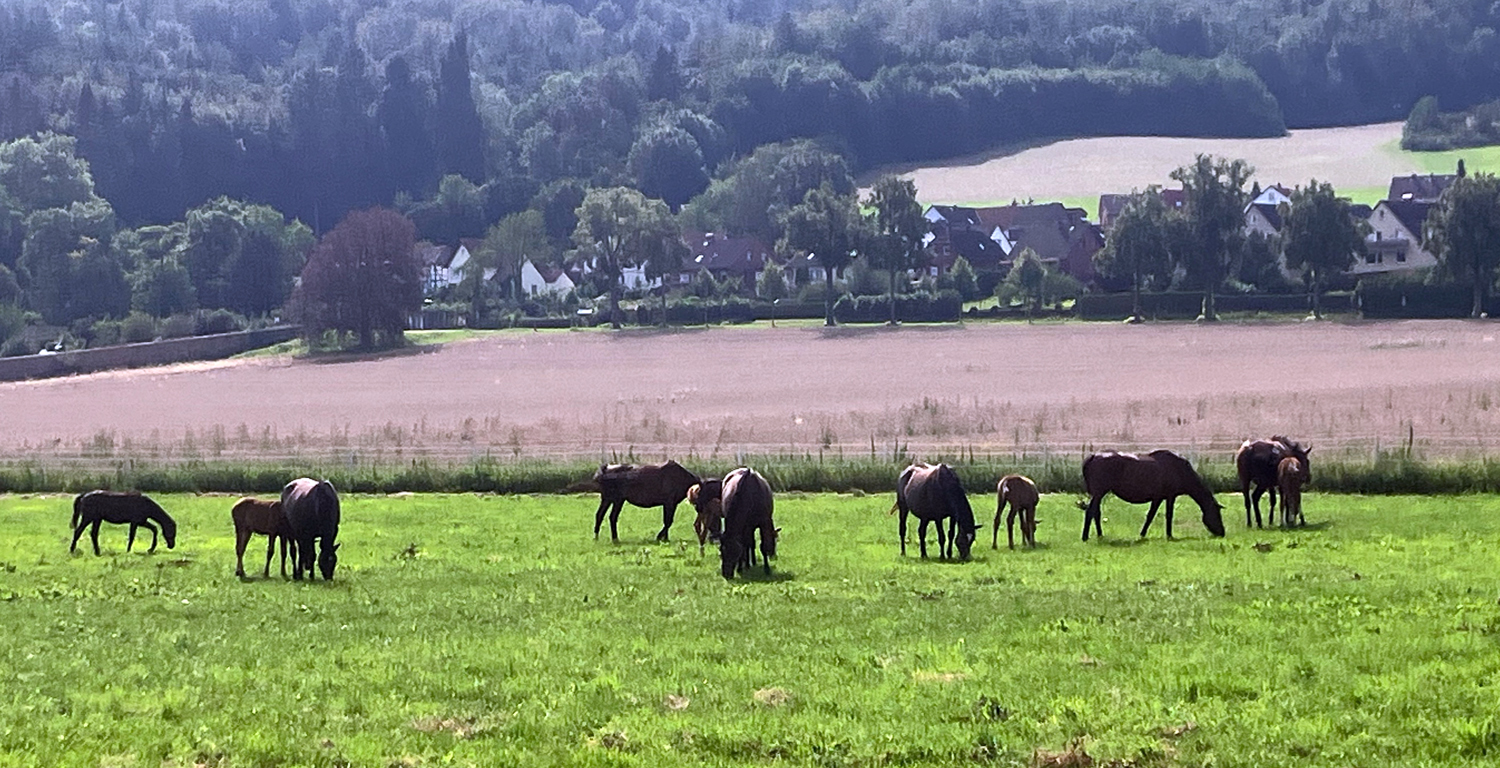 Unsere Stuten und Fohlen im August 2024 - Foto: Beate Langels - Trakehner Gestt Hmelschenburg