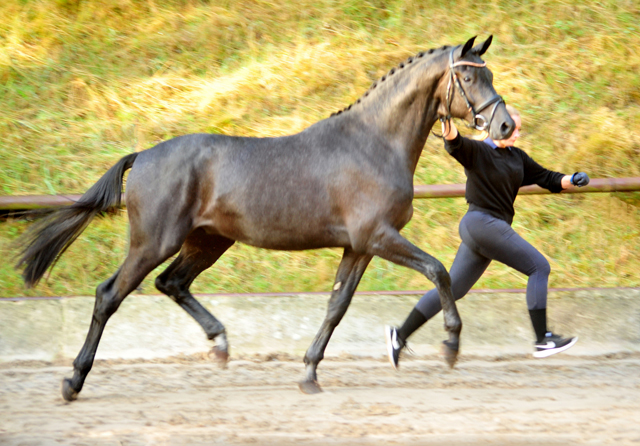 Zweijhriger Hengst von Millenium - Foto: Beate Langels