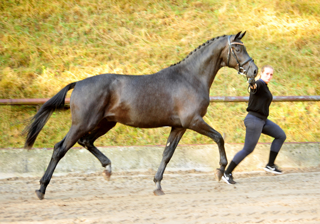 Zweijhriger Hengst von Millenium - Foto: Beate Langels