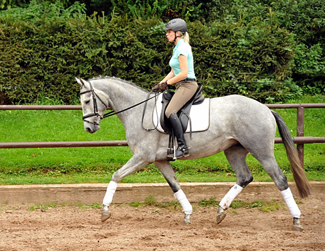 Perano von Hofrat - Herzzauber (3jhrig) - Foto Beate Langels