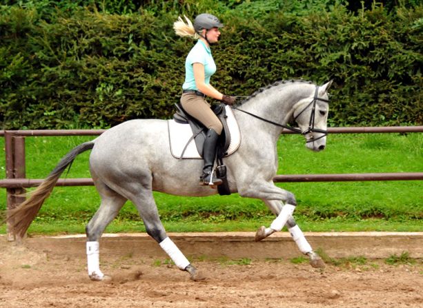 Perano von Hofrat - Herzzauber (3jhrig) - Foto Beate Langels