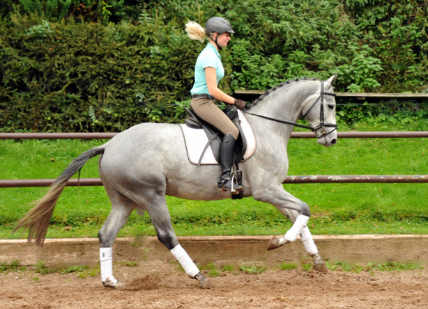 Perano von Hofrat - Herzzauber (3jhrig) - Foto Beate Langels