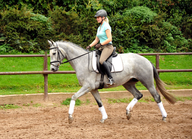 Perano von Hofrat - Herzzauber (3jhrig) - Foto Beate Langels