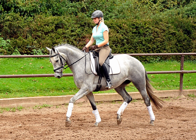 Perano von Hofrat - Herzzauber (3jhrig) - Foto Beate Langels