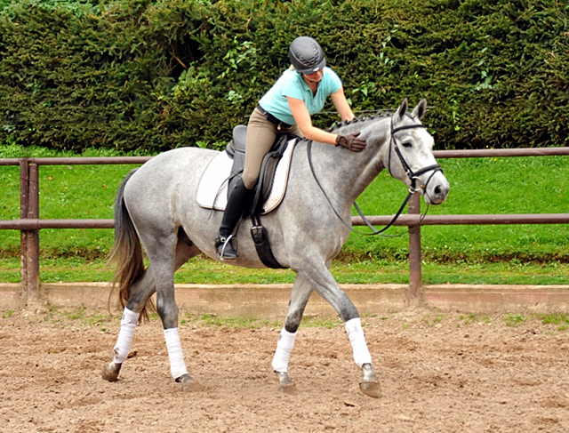 Perano von Hofrat - Herzzauber (3jhrig) - Foto Beate Langels