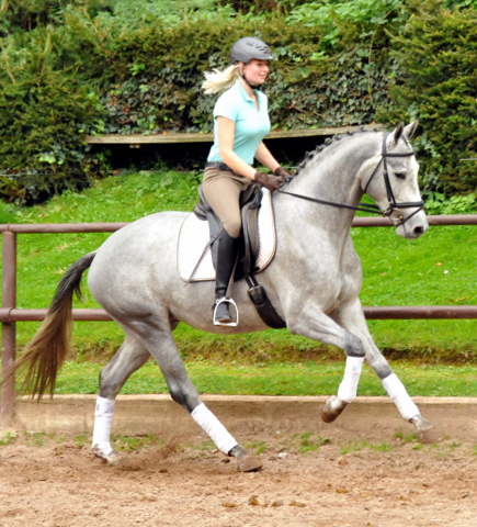 Perano von Hofrat - Herzzauber (3jhrig) - Foto Beate Langels