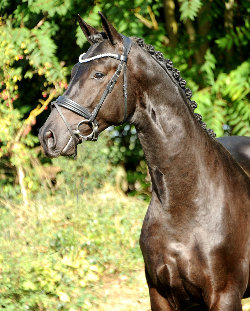 Colt by Imperio out of Pr.u.StPrSt. Katniss Everdeen by Saint Cyr - Foto: Langels - Trakehner Gestt Hmelschenburg