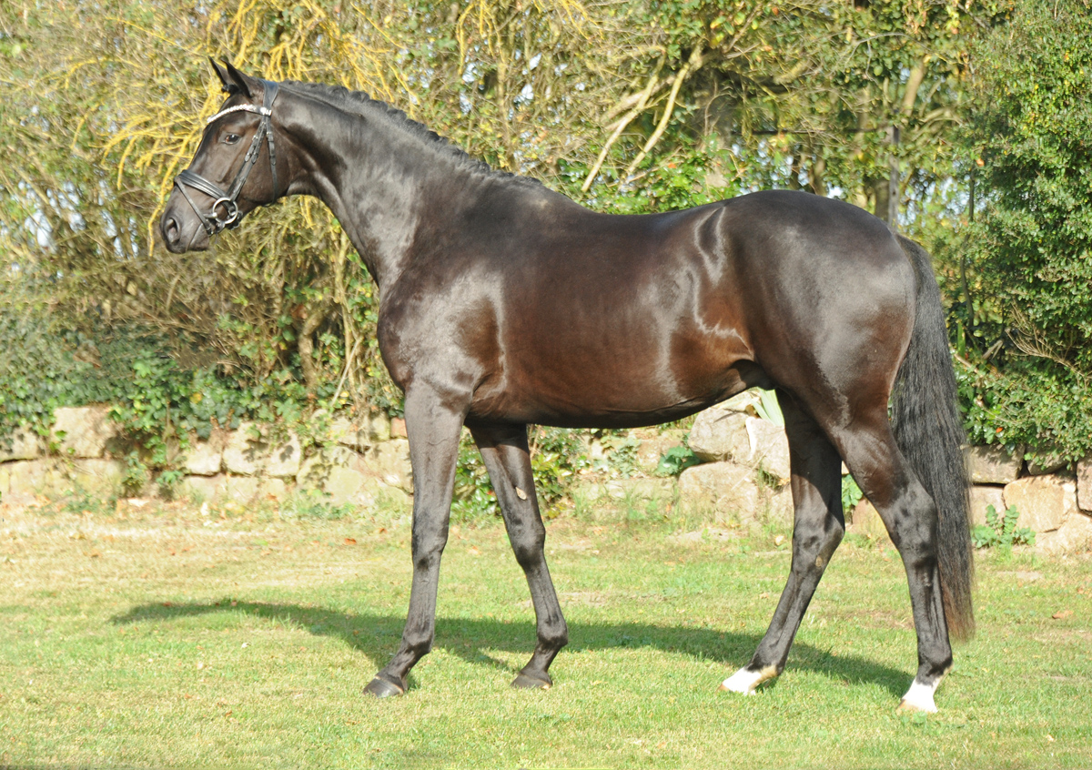 Karenio by Imperio out of Pr.u.StPrSt. Katniss Everdeen by Saint Cyr - Foto: Langels - Trakehner Gestt Hmelschenburg