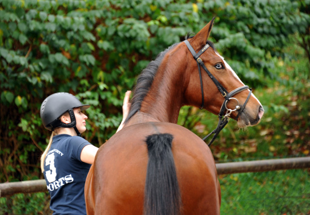 Klassic Blue von Singolo u.d. Pr. u. StPrSt. Klassic v. Freudenfest u.d. Elitestute Kassuben v. Enrico Caruso - Gestt Hmelschenburg - Beate Langels