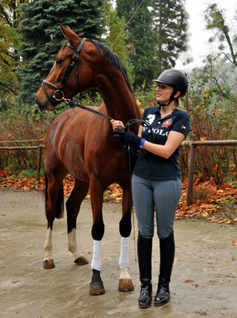 Klassic Blue von Singolo u.d. Pr. u. StPrSt. Klassic v. Freudenfest u.d. Elitestute Kassuben v. Enrico Caruso - Gestt Hmelschenburg - Beate Langels