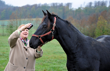 Hengst von Saint Cyr u.d. Pr. u. StPrSt. Grace Note v. Alter Fritz - Foto: Beate Langels - Trakehner Gestt Hmelschenburg