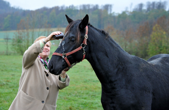 Hengst von Saint Cyr u.d. Pr. u. StPrSt. Grace Note v. Alter Fritz - Foto: Beate Langels - Trakehner Gestt Hmelschenburg