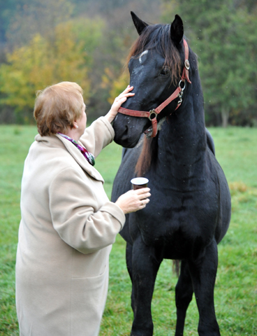 Hengst von Saint Cyr u.d. Pr. u. StPrSt. Grace Note v. Alter Fritz - Foto: Beate Langels - Trakehner Gestt Hmelschenburg